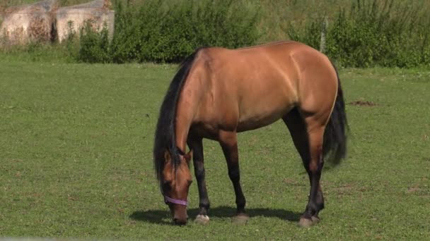 Cavalo Branco Passarela Uhd 50P Panning Ângulo Largo — Vídeo de Stock