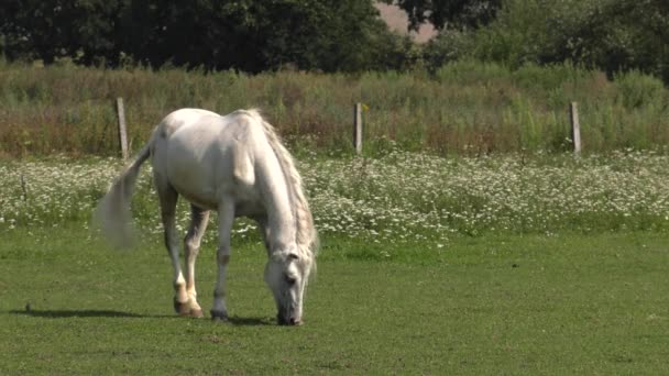 Cavalo Branco Passarela Uhd 50P Panning Ângulo Largo — Vídeo de Stock