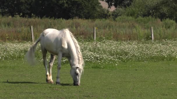 Cheval blanc sur le podium. 4K, UHD, 50p, Panoramique, Grand Angle ,