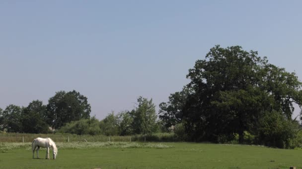 Les Chevaux Paissent Dans Une Prairie Ils Mangent Herbe Uhd — Video