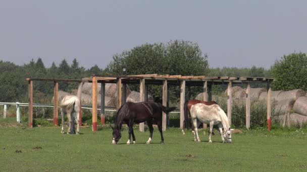 Horses Graze Meadow Eat Grass Uhd 50P 60P Panning Closeup — Stock Video