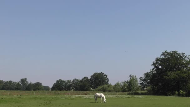 Cavalo Branco Passarela Uhd 50P Panning Ângulo Largo — Vídeo de Stock