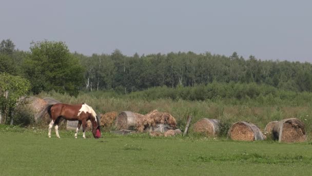 Hästar Betar Äng Äter Gräs Uhd 50P 60P Panorering Närbild — Stockvideo