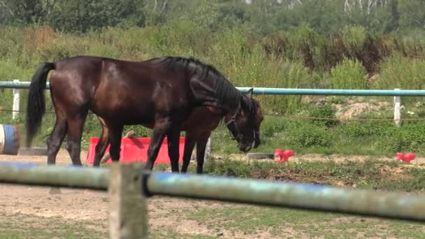 Horses Graze Meadow Eat Grass Uhd 50P 60P Panning Closeup — Stock Video