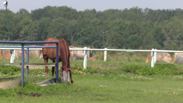 Los Caballos Pastan Prado Comen Hierba Uhd 50P 60P Panorámica — Vídeos de Stock