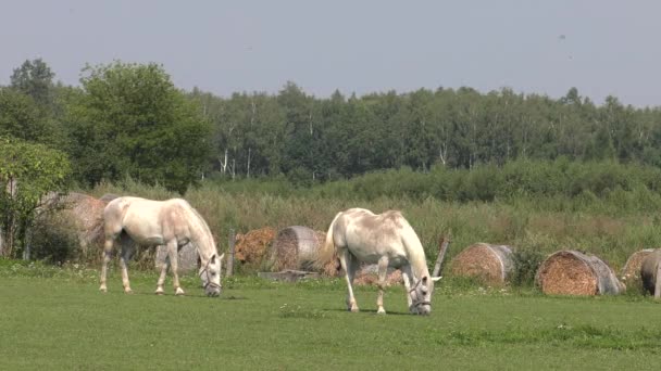 Pferde Grasen Auf Einer Weide Sie Fressen Gras Uhd 50P — Stockvideo