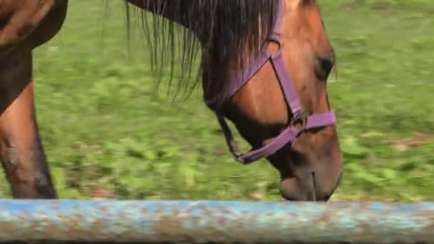Les chevaux paissent dans une prairie. Ils mangent de l'herbe. 4K, UHD, 50p, 60p, Panoramique, Gros plans .