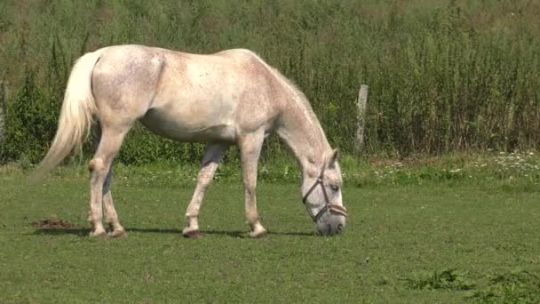 Les chevaux paissent dans une prairie. Ils mangent de l'herbe. 4K, UHD, 50p, 60p, Panoramique, Gros plans .