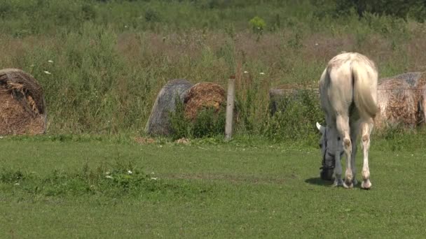 Konie Pasą Się Łące Jedzą Trawy Uhd 50P 60P Panoramowanie — Wideo stockowe