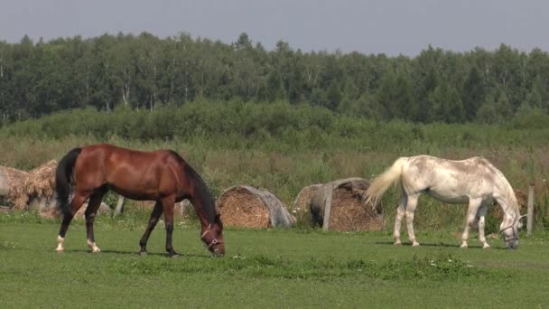 Les chevaux paissent dans une prairie. Ils mangent de l'herbe. 4K, UHD, 50p, 60p, Panoramique, Gros plans .