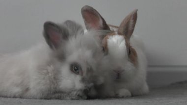 damızlık tavşan yemek yeşil yonca homestead.4k, Uhd, 50p, 60p, kaydırma, portre.