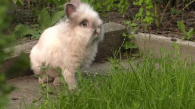 Sevimli tavşan. Yeşil çim Bahçe. 4k, Uhd, 50p, 60p, kaydırma, portre, 