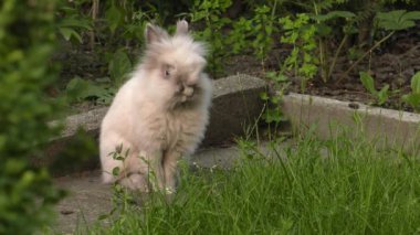 Sevimli tavşan. Yeşil çim Bahçe. 4k, Uhd, 50p, 60p, kaydırma, portre, 