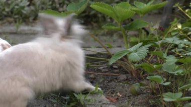 Sevimli tavşan. Yeşil çim Bahçe. 4k, Uhd, 50p, 60p, kaydırma, portre, 