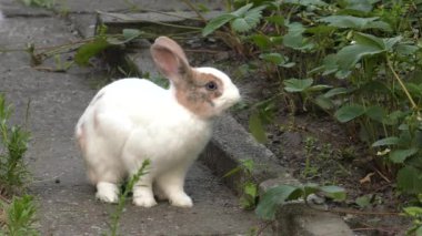 Sevimli beyaz-kahverengi tavşan. Yeşil çim Bahçe. 4k, Uhd, 50p, 60p, kaydırma, portre, 