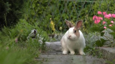 Sevimli beyaz-kahverengi tavşan. Yeşil çim Bahçe. 4k, Uhd, 50p, 60p, kaydırma, portre, 
