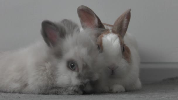 Breeding Rabbits Eat Green Clover Homestead Uhd 50P 60P Panning — Stock Video