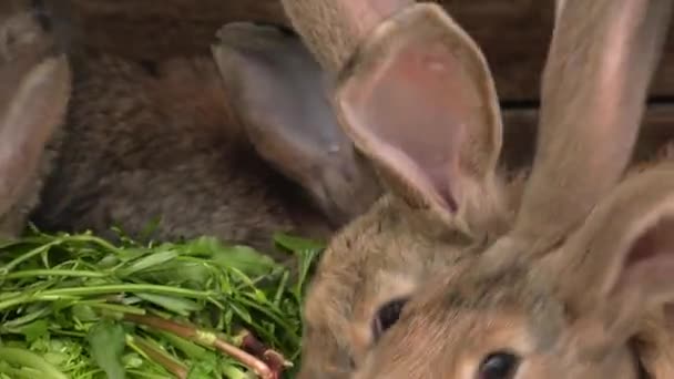 매력적인 토끼입니다 정원에서 Uhd 50P 60P — 비디오