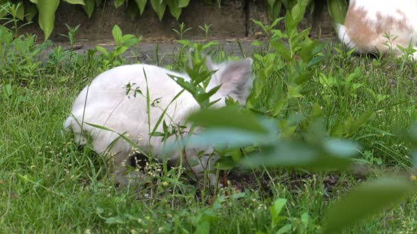 Очаровательный Кролик Зеленая Трава Саду Uhd 50P 60P Panning Closeup — стоковое видео