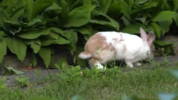 Affascinante Coniglietto Bianco Marrone Erba Verde Giardino Uhd 50P 60P — Video Stock