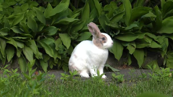 The charming white-brown bunny. Green grass in the garden. 4K, UHD, 50p,60p,Panning,Closeup, 