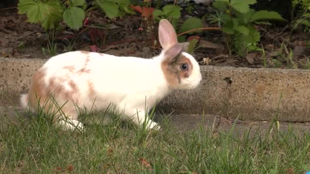 Charmant Lapin Blanc Brun Herbe Verte Dans Jardin Uhd 50P — Video