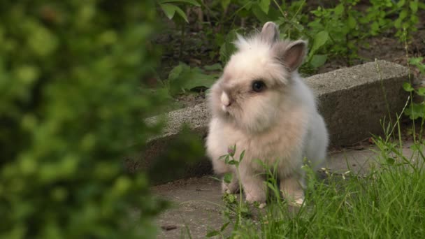 Charmant Lapin Herbe Verte Dans Jardin Uhd 50P 60P Panoramique — Video