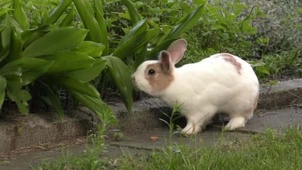 Affascinante Coniglietto Bianco Marrone Erba Verde Giardino Uhd 50P 60P — Video Stock