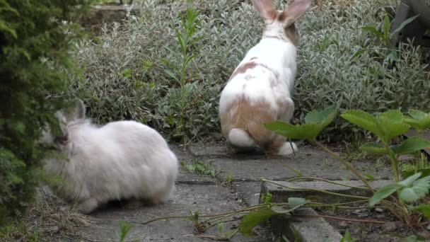 매력적인 화이트 브라운 토끼입니다 정원에서 Uhd 50P 60P — 비디오