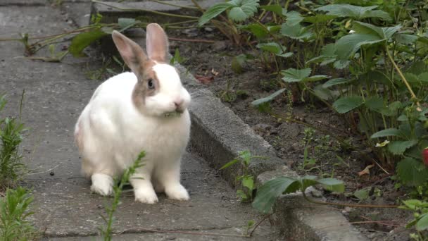 Очаровательный Белый Коричневый Кролик Зеленая Трава Саду Uhd 50P 60P — стоковое видео