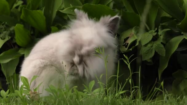 Affascinante Coniglio Erba Verde Giardino Uhd 50P 60P Panning Avvicinamento — Video Stock