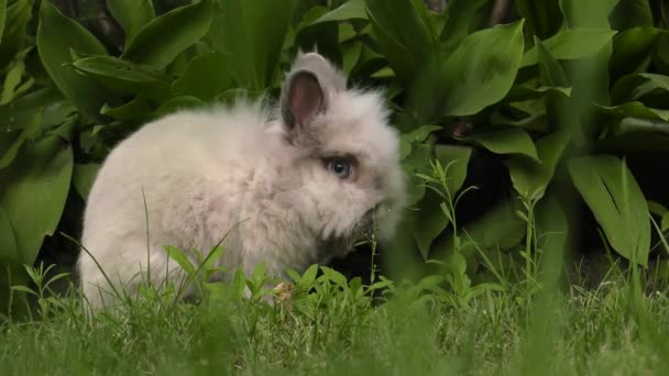 Charming Rabbit Green Grass Garden Uhd 50P 60P Panning Closeup — Stock Video