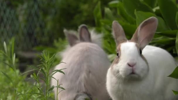 Affascinante Coniglio Erba Verde Giardino Uhd 50P 60P Panning Avvicinamento — Video Stock