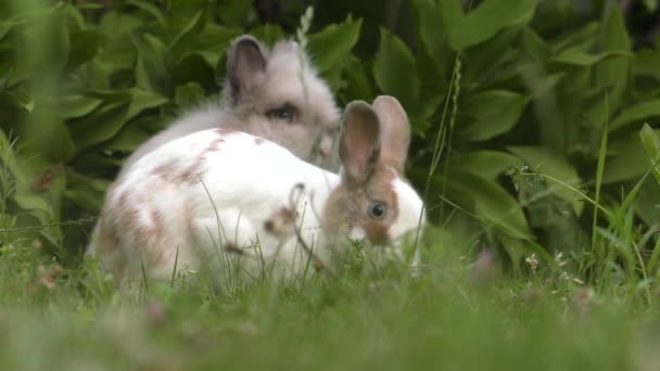 Okouzlující Bunny Bílo Hnědá Zelená Tráva Zahradě Uhd 50P 60P — Stock video