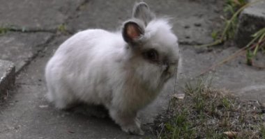 Sevimli tavşan. Yeşil çim Bahçe. 4k, Uhd, 50p, 60p, kaydırma, portre, 