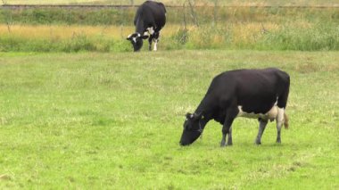 Siyah-beyaz bir inek bir çayır on grazes.