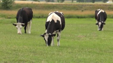 Siyah-beyaz bir inek bir çayır on grazes.