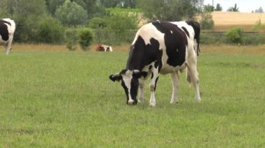 Bir genç inek ot yiyor. 4k, Uhd, 50p