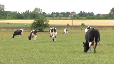 Siyah-beyaz bir inek bir çayır on grazes.