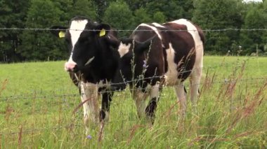 Siyah-beyaz bir inek bir çayır on grazes.