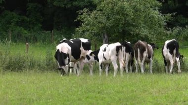 Siyah-beyaz bir inek bir çayır on grazes.