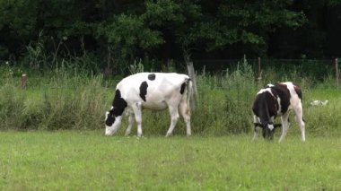 Siyah-beyaz bir inek bir çayır on grazes.