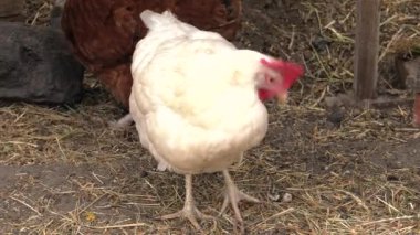 Tavuk bahçedeki solucan için arıyorum. 4k, Uhd, 50p, 60p, kaydırma, portre, 