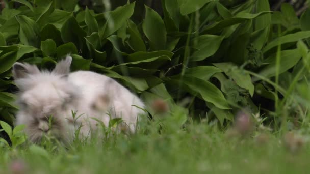魅力的なウサギ 庭の芝生の緑します Uhd クローズ アップ — ストック動画