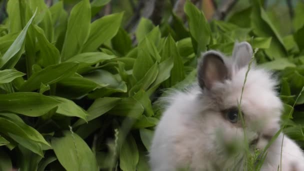 Coniglietto Affascinante Erba Verde Giardino Uhd 50P 60P Panning Avvicinamento — Video Stock