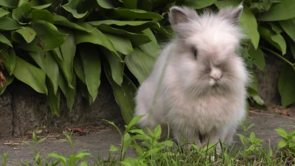 Очаровательный Кролик Зеленая Трава Саду Uhd 50P 60P Panning Closeup — стоковое видео