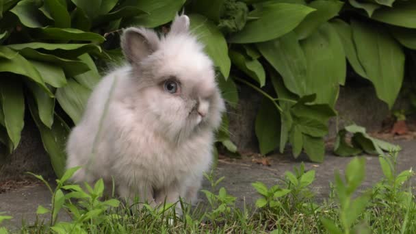 Charmante Bunny Groen Gras Tuin Uhd 50P 60P Pannen Close — Stockvideo