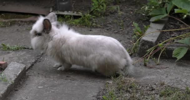 Der Charmante Hase Grünes Gras Garten Uhd 50P 60P Schwenken — Stockvideo