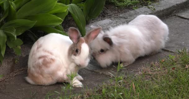 Charmante Bunny Groen Gras Tuin Uhd 50P 60P Pannen Close — Stockvideo