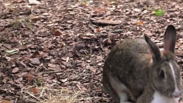 迷人的兔子花园里的绿草 Uhd P60 Ppaning 特写镜头 — 图库视频影像